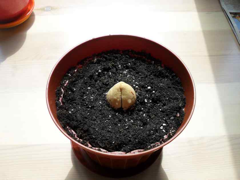 Как посадить и вырастить авокадо в домашних условиях?