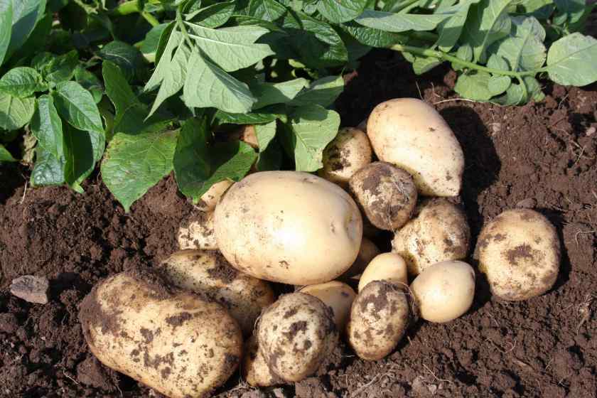 Лучшие сорта картофеля для Беларуси: Акцент